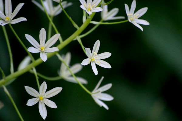 Starry little white flowers.