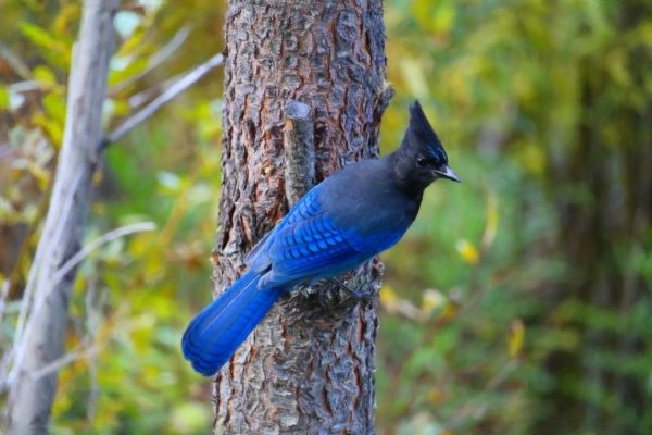 Stellar's Jay