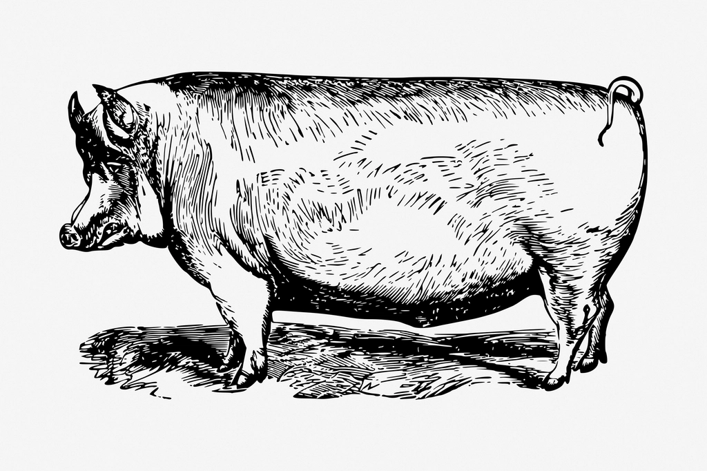 Suffolk pig animal hand drawn