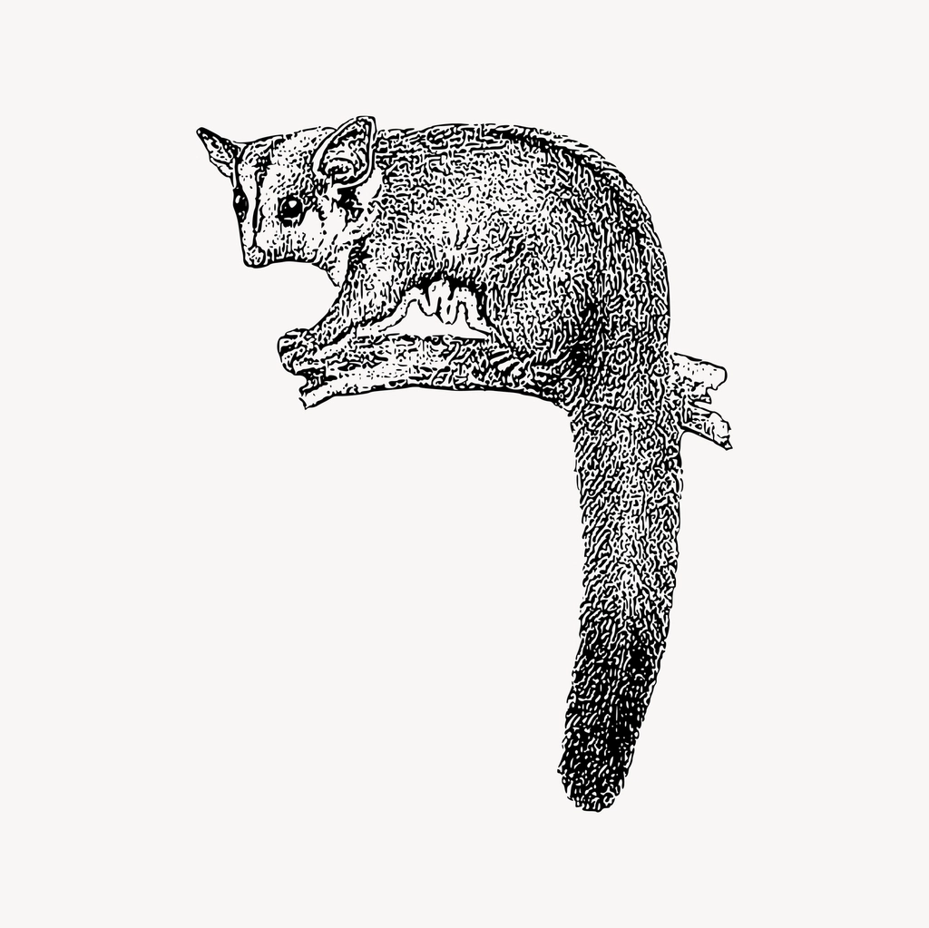 Sugar glider clipart, drawing illustration