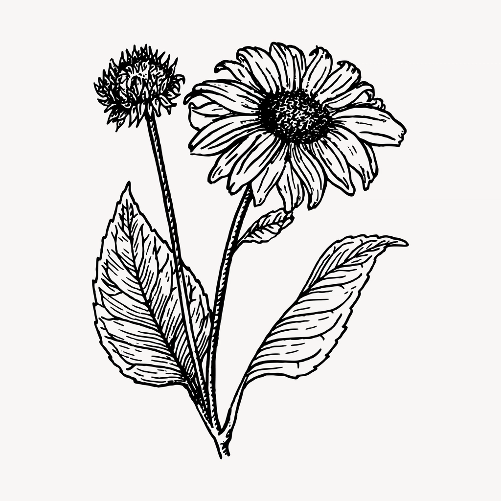 Sunflower clipart, vintage hand drawn