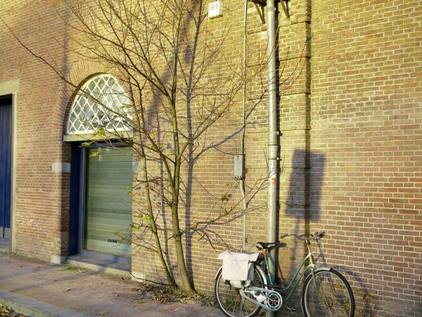 Sunlight and shadows of a tiny tree in Fall on a brick wall of Entrepotdok-buildings, Amsterdam city, along the canal Entrepotdok; on the border of the old city center of Amsterdam; urban photography,...
