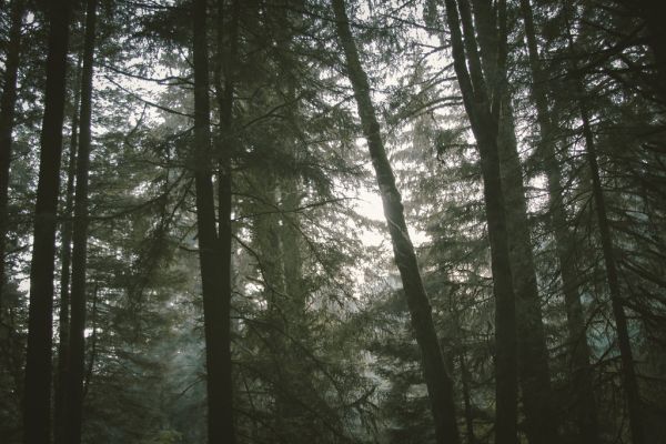 Sunlight Filtered Through a Forest