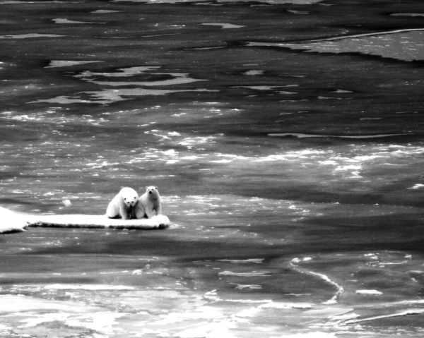 Surviving in the Arctic
