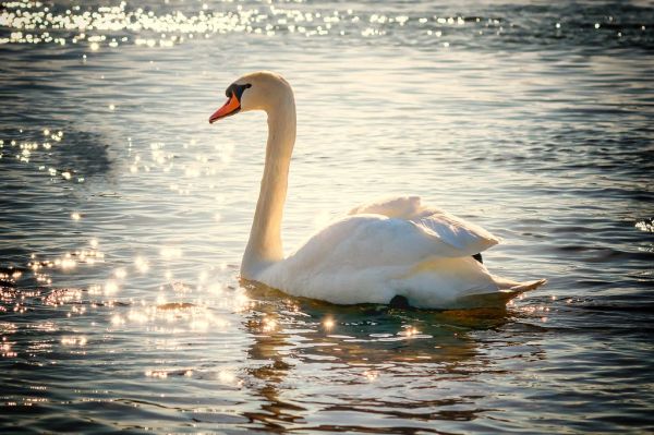 Swan in lake