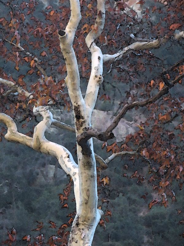 SYCAMORE, CAVE CREEK, COCHISE CO, AZ - PHOTSHOP WATERCOLOR FILTER