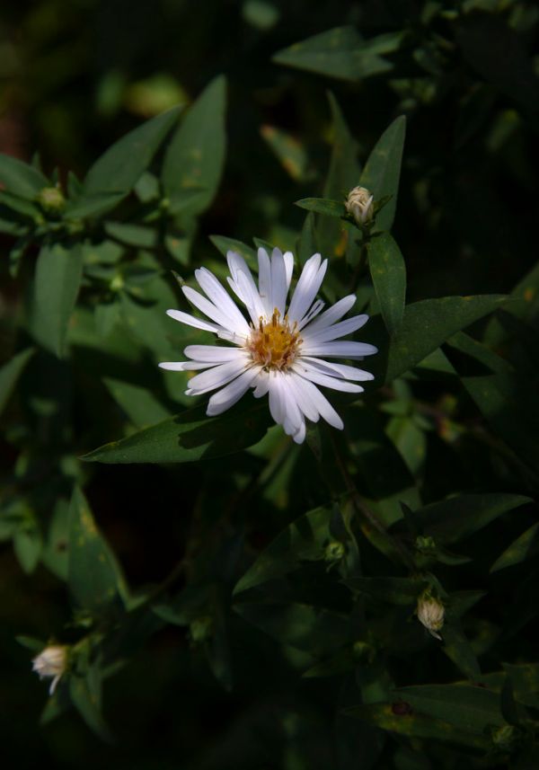 Symphyotrichum salignum