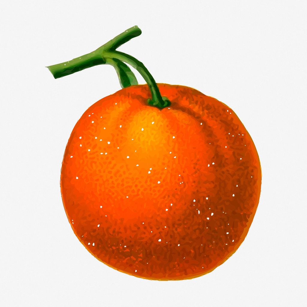 Tangerine fruit hand drawn illustration