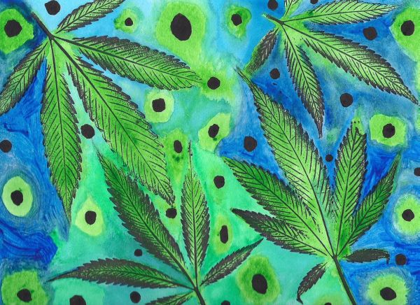 Tasty Homegrown Cannabis - 2016