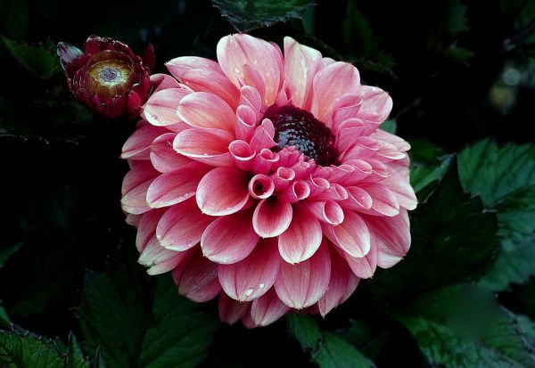 Teddy Dahl. Dahlia.