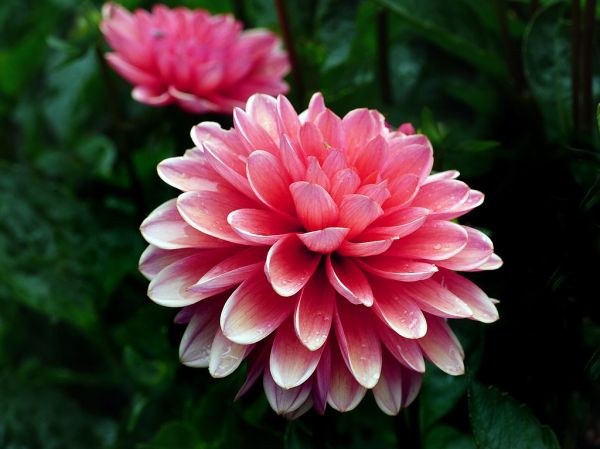 Terracotta Dahlia.