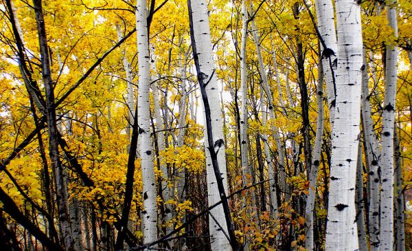 The Aspens Fish Creek Calgary.