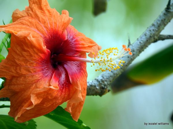 The beauty of an Hibiscus DSCN0702-001