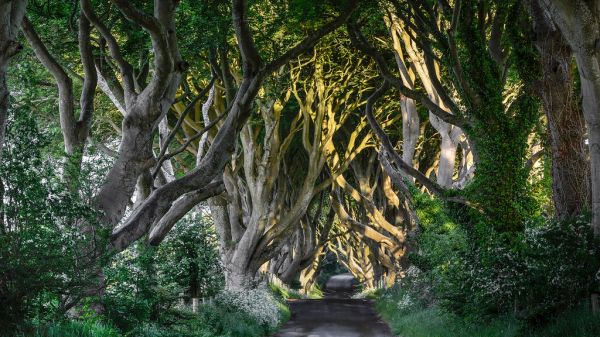 The Dark Hedges, N. Ireland