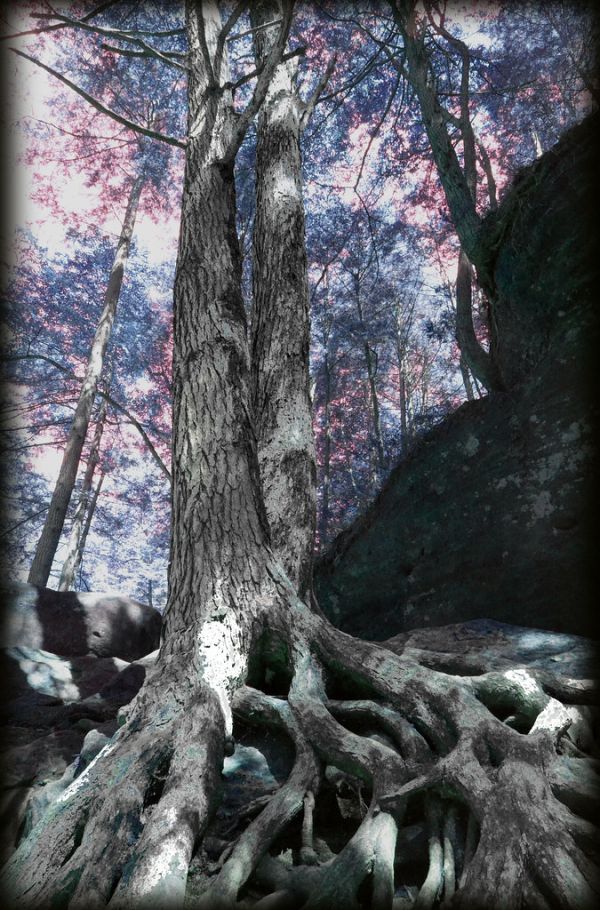the feywild forest trees