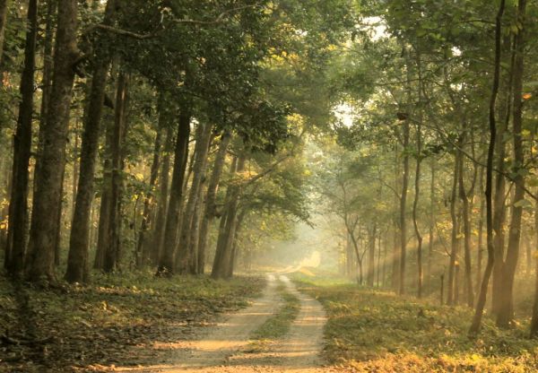 The forest road, Chilapata
