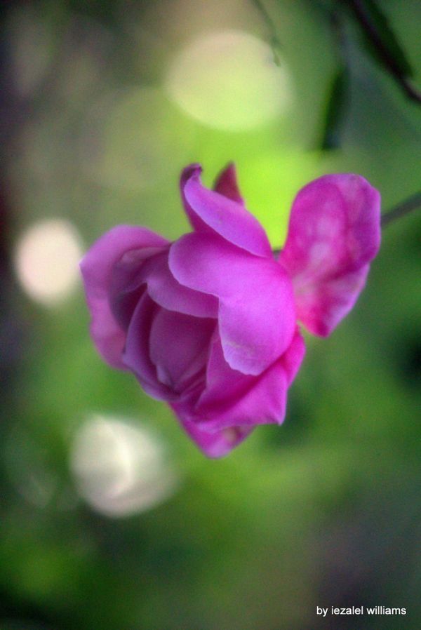 The Greatest Version of Oneself - Rose by iezalel williams IMG_5000-004