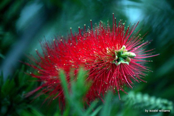 The red-bottle-brush by iezalel williams IMG_1348-002