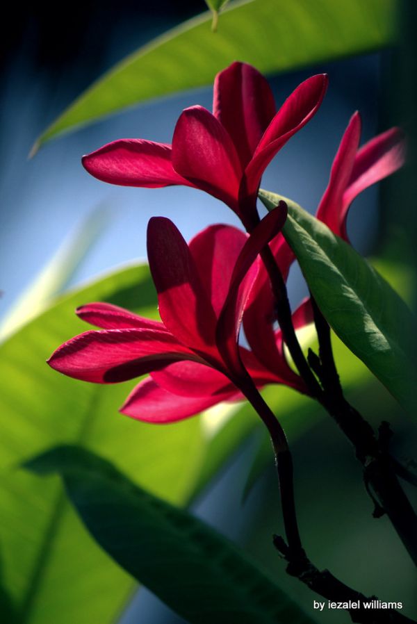 The red plumeria by iezalel williams IMG_4246-003