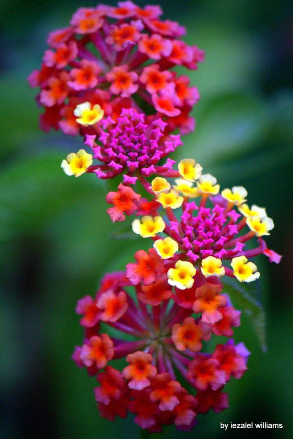 The spirit of Lantana by iezalel williams IMG_2901-003