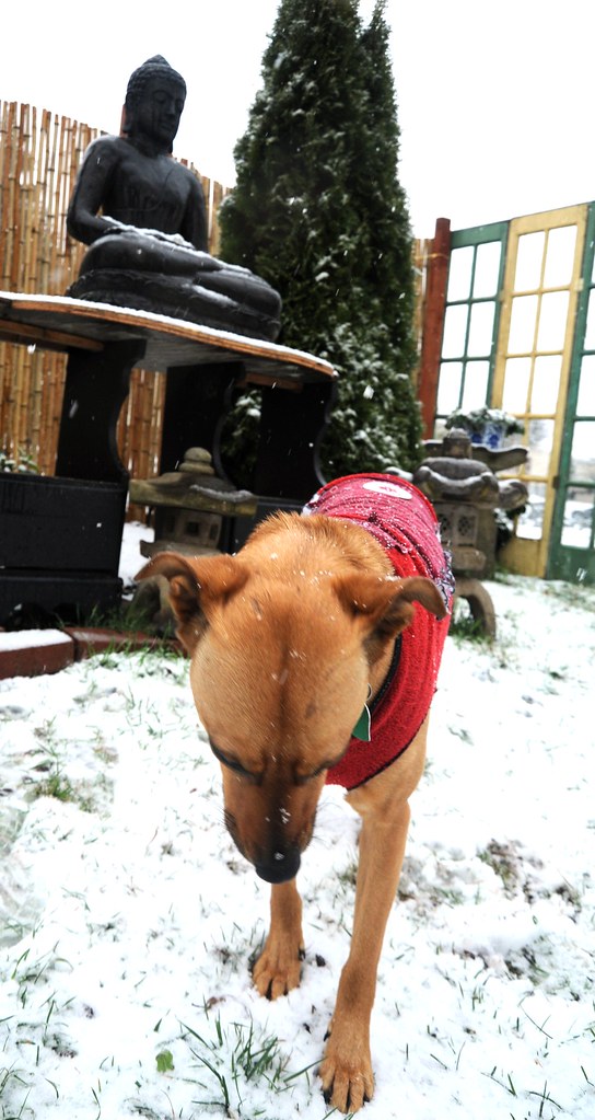 This too shall pass, falling snow, Buddha statue, Japanese stone lanterns, Rosie in the snowfall, bamboo fence, windows, trees, Seattle, Washington, USA