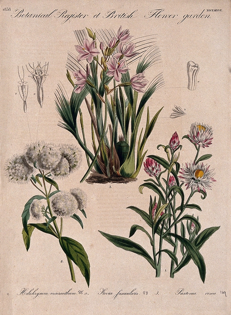 Three British garden plants, including