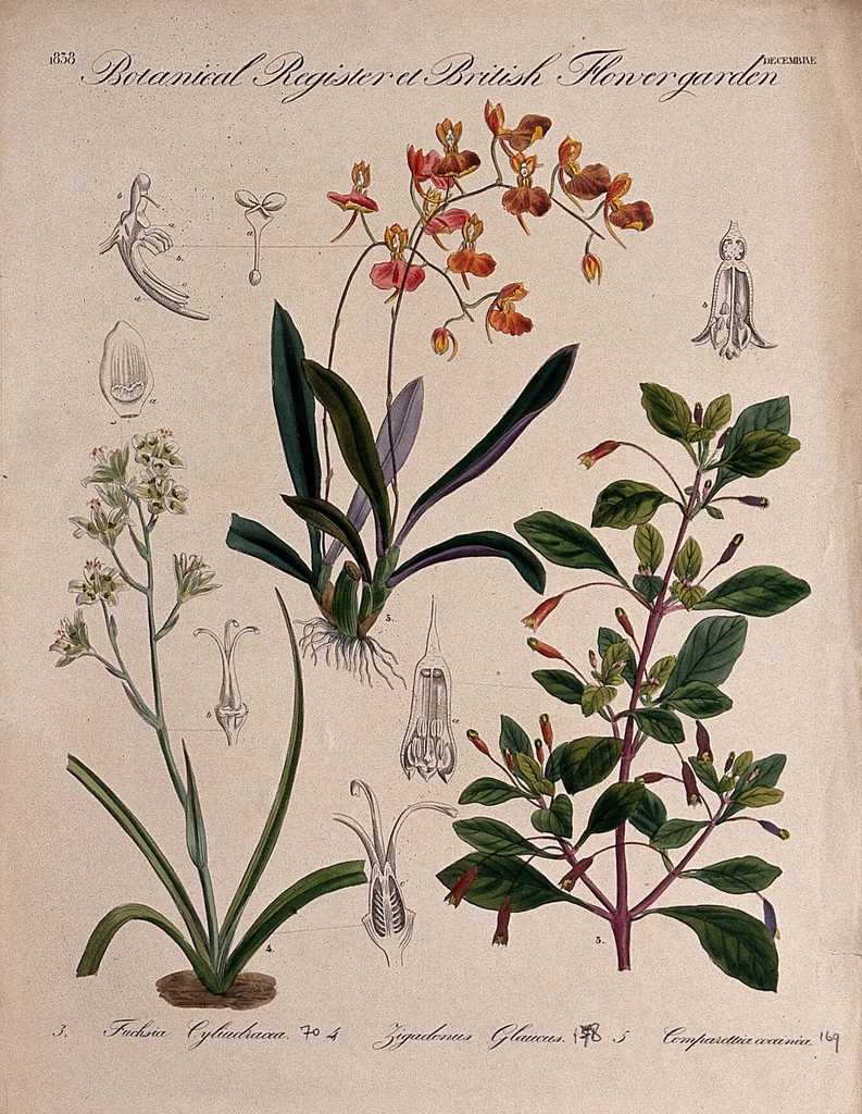 Three British garden plants, including