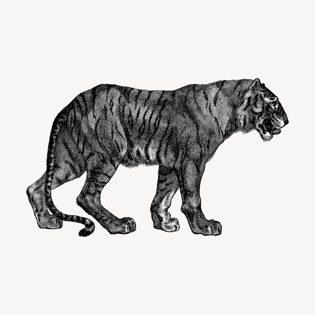 Tiger hand drawn clipart, wild