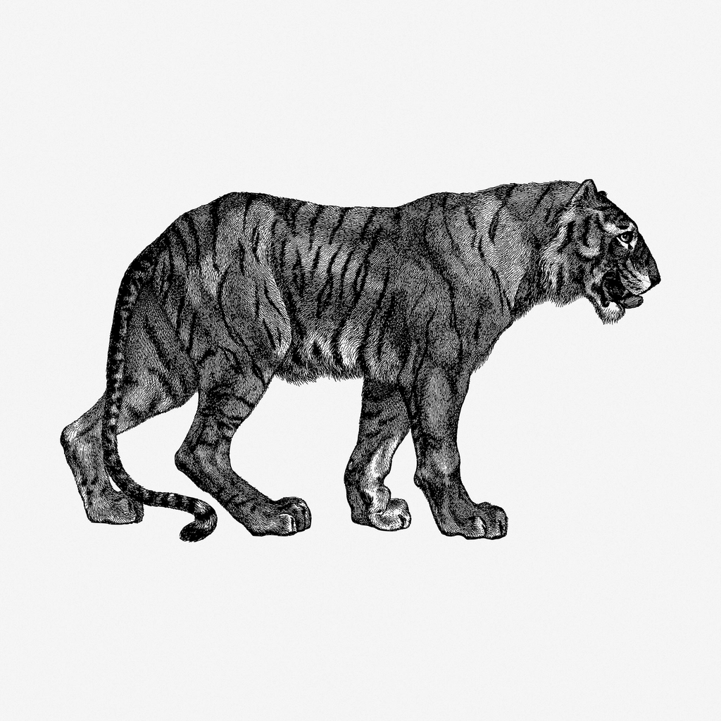 Tiger hand drawn illustration