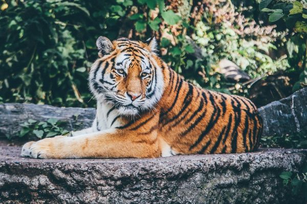 Tiger seekings