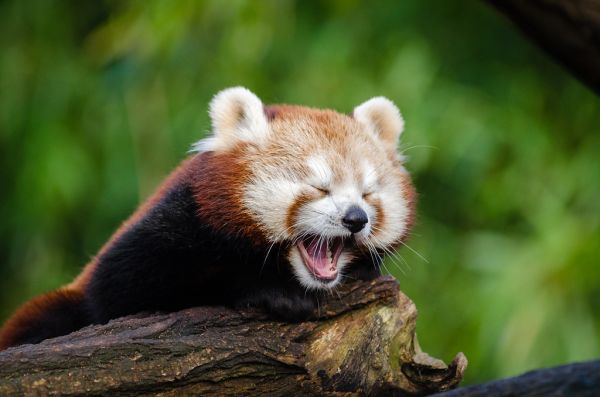 Tired Panda