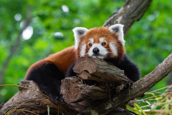 Tired Red Panda
