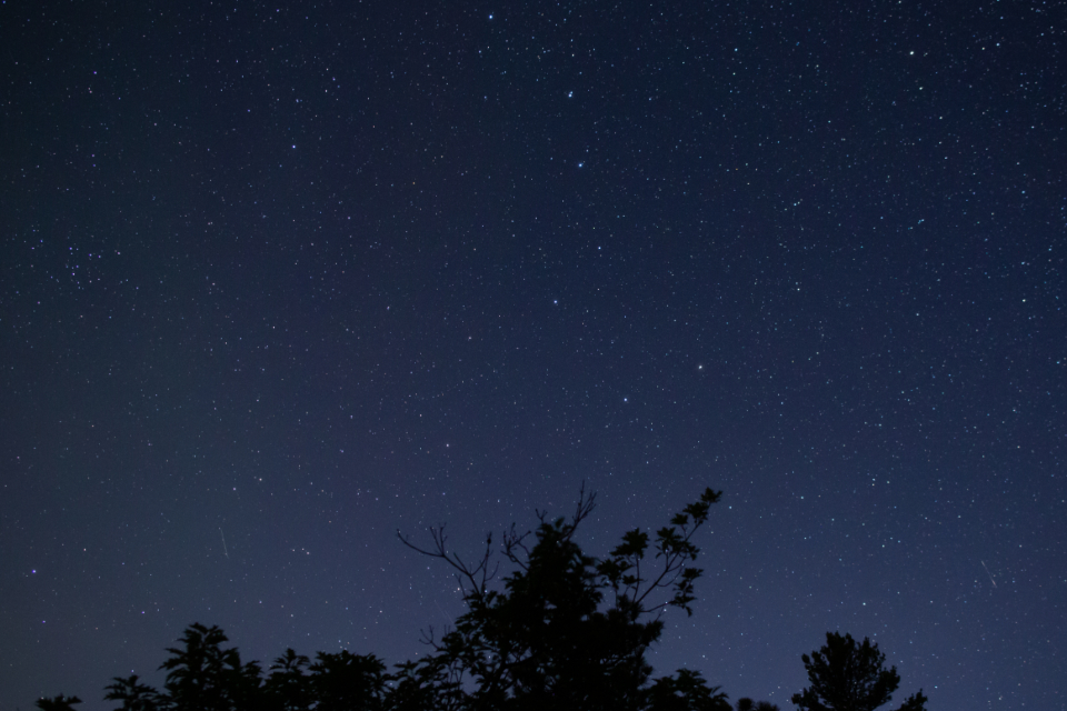 Tree Night
