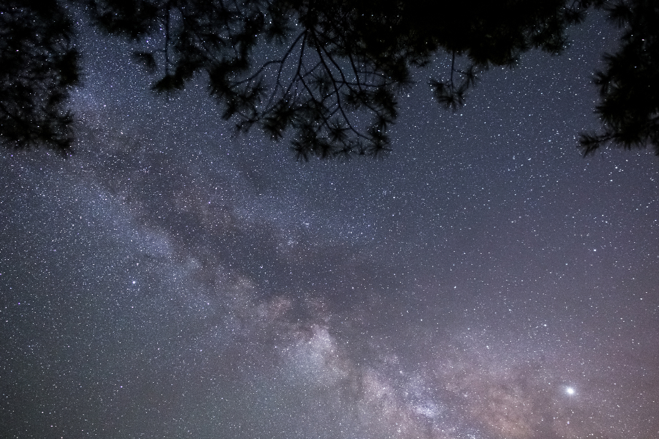 Tree Night