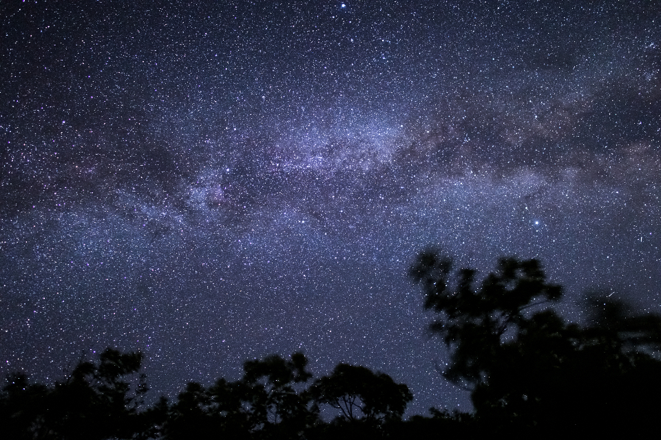 Tree Night