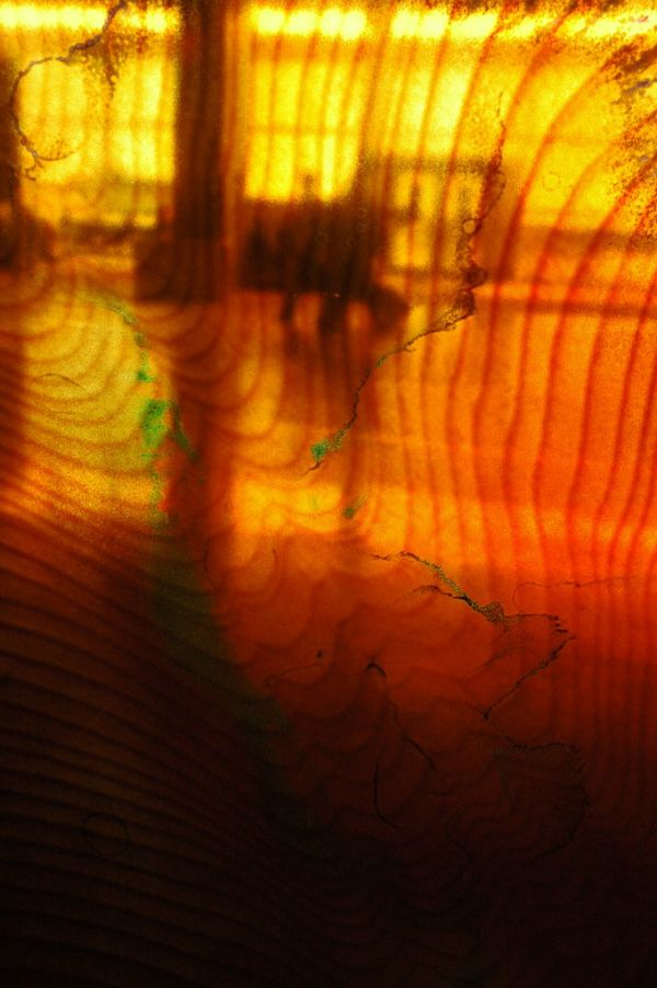 Tree rings, people talk