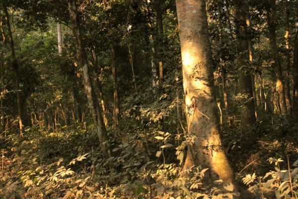 Trees, Chilapata