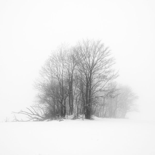 Trees in fog