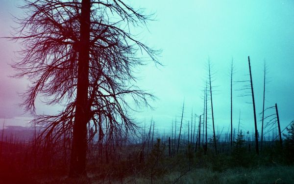 Trees of the Forest