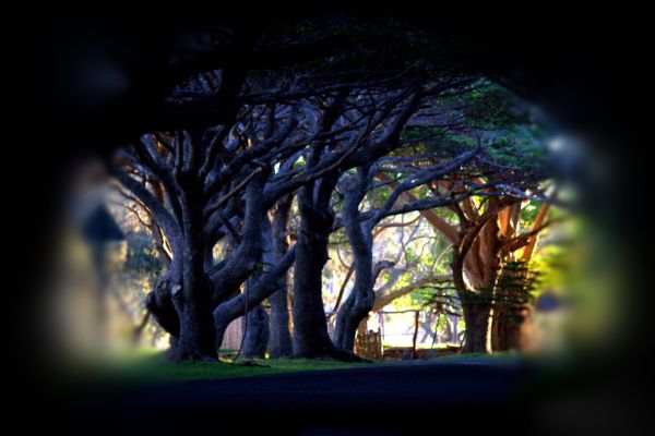 Trees' song by iezalel williams IMG_2930