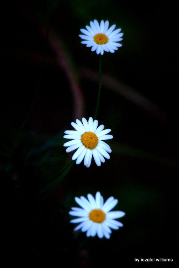 Trinity Blessing by iezalel williams IMG_5884-003