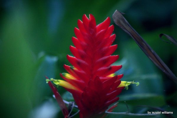 Tropical plant - A Red Vriesea flower IMG_3358-001