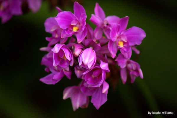 Tropical plant - a Wild Orchid by iezalel williams - IMG_2888 - Canon EOS 700D
