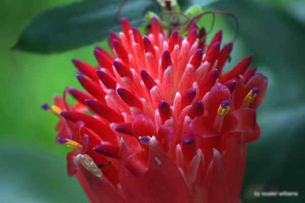Tropical plant - Bilbergia pyramidalis by iezalel williams IMG_9433