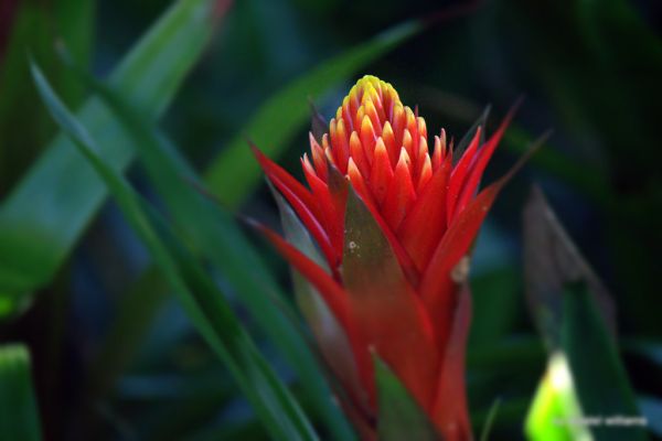 Tropical plant Billbergia pyramidalis IMG_3344