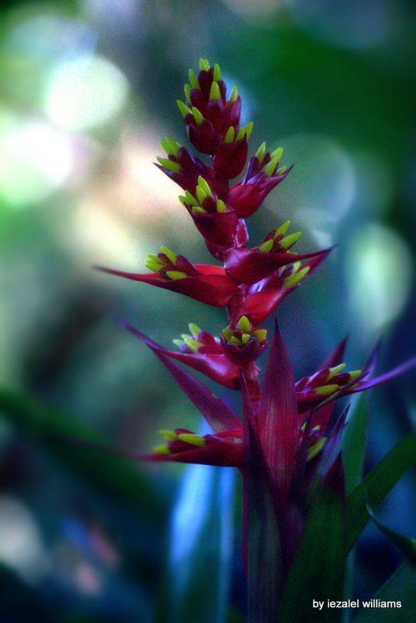 Tropical plant by iezalel williams IMG_3375-002