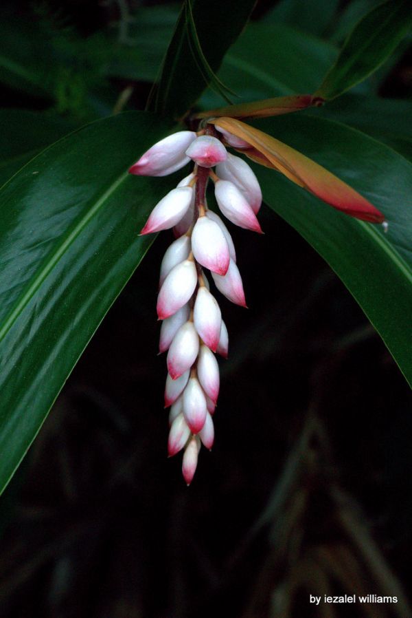 Tropical plant by iezalel williams IMG_7936-001