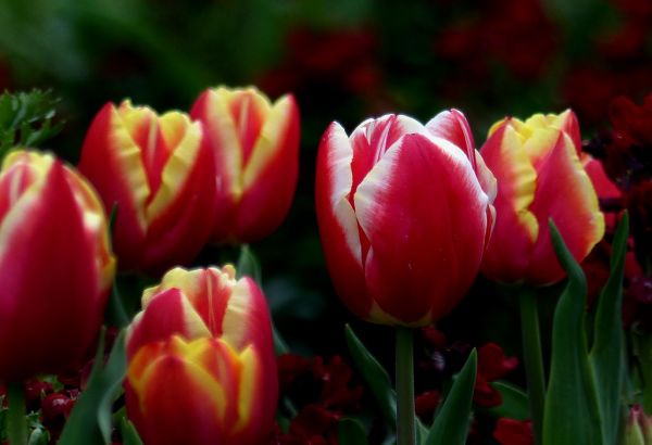 Tulip time.FZ200