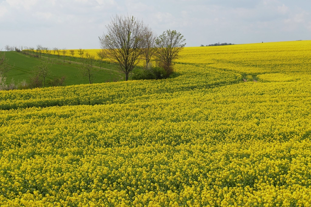 Vast agricultural land landscape scenery