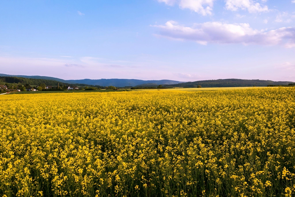 Vast agricultural land landscape scenery